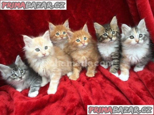 Přátelská koťata mainských mývalích koťat k adopci