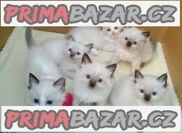 ragdoll koťata  k adopci