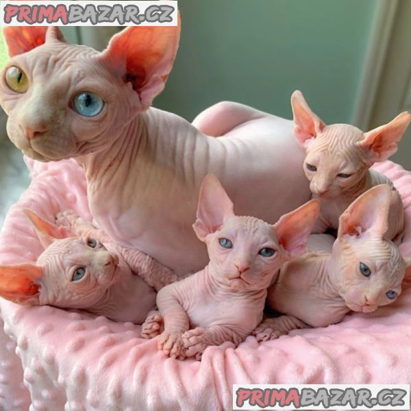 sphynx  koťata k adopci .