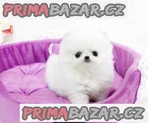 pomeranian štěňata k adopci