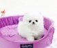 pomeranian štěňata k adopci