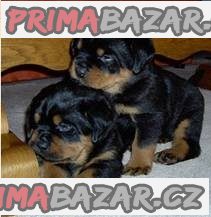 štěňata rotvajlera k adopci