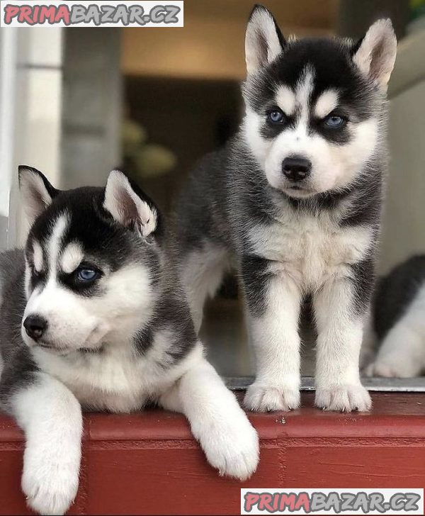 krásná štěňátka sibiřského huskyho k adopci