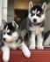 krásná štěňátka sibiřského huskyho k adopci