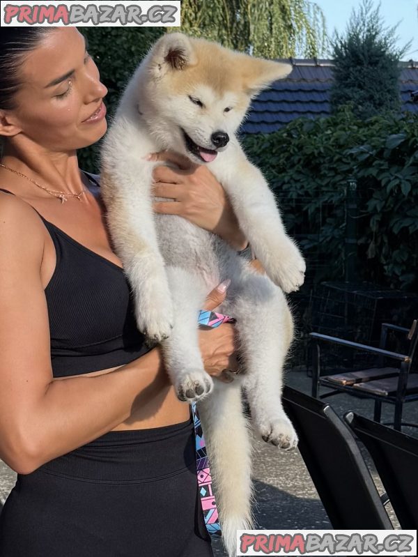 Akita Inu Female Puppies