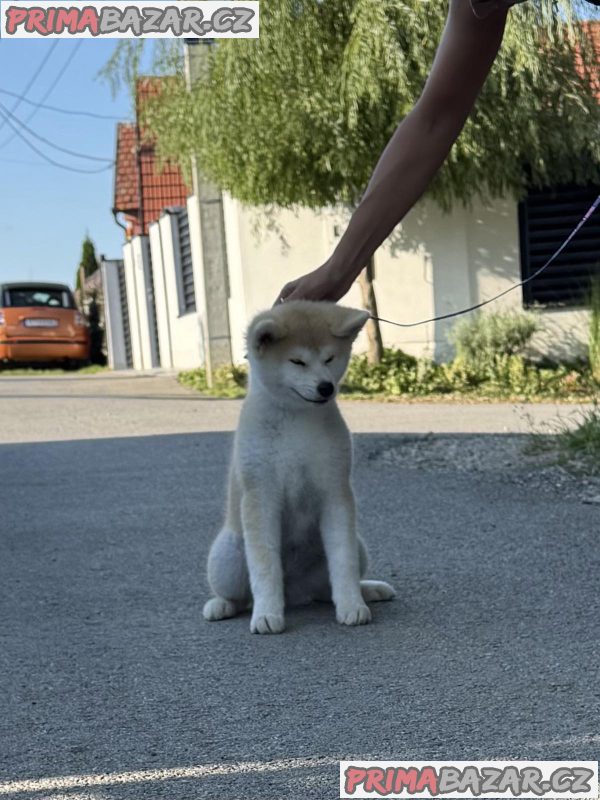 Akita Inu Female Puppies Akita Inu Female Puppies