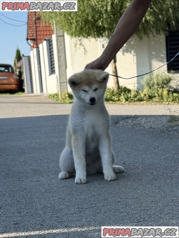 Akita Inu Female Puppies Akita Inu Female Puppies