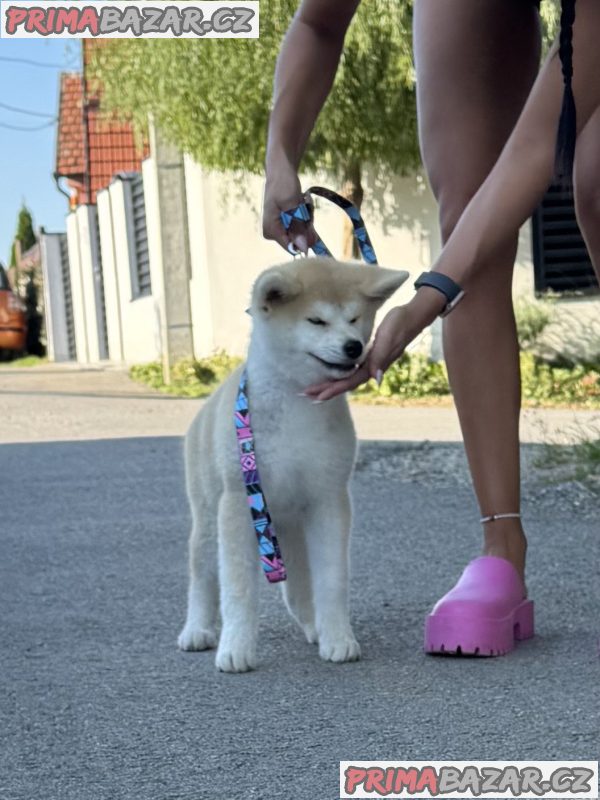 Akita Inu Female Puppies Akita Inu Female Puppies