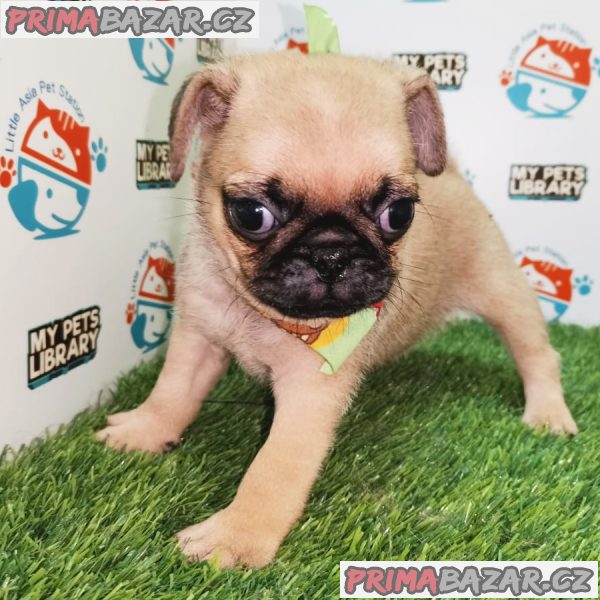 přátelská štěňata mopsů k adopci