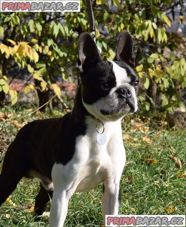 Boston terrier puppies
