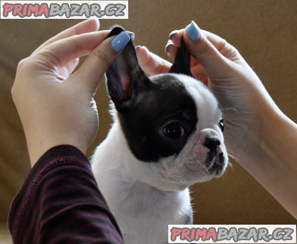 Boston terrier puppies Boston terrier puppies