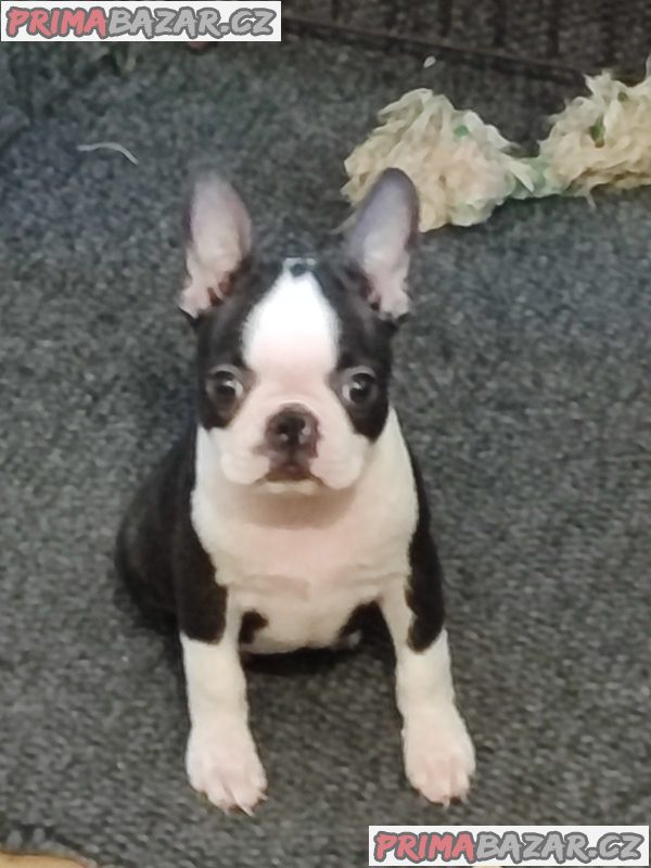 Boston terrier puppies Boston terrier puppies