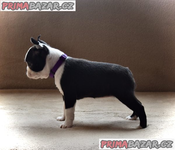 Boston terrier puppies Boston terrier puppies