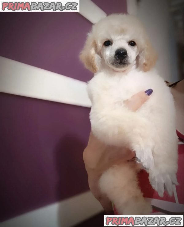 Miniature poodles white and black show quality puppies