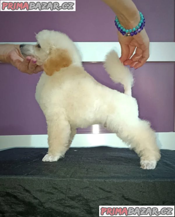 Miniature poodles white and black show quality puppies Miniature poodles white and black show quality puppies