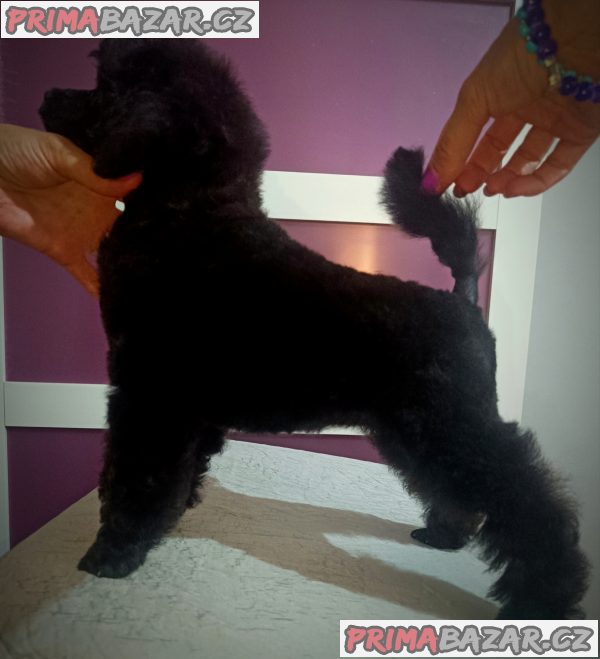 Miniature poodles white and black show quality puppies Miniature poodles white and black show quality puppies