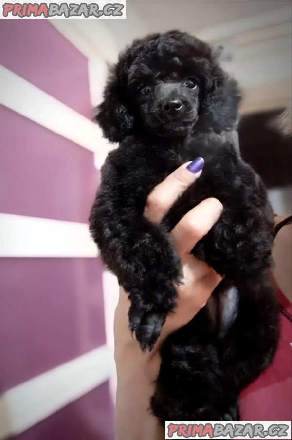 Miniature poodles white and black show quality puppies Miniature poodles white and black show quality puppies