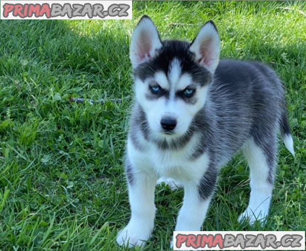 Prodám štěněta sibiřského huskyho s PP
