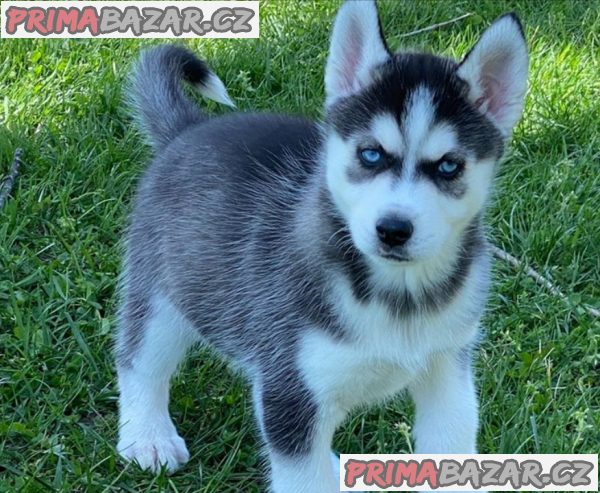 Prodám štěněta sibiřského huskyho s PP
