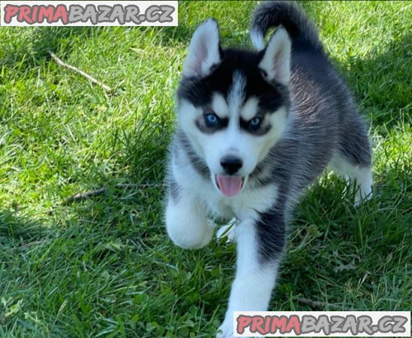 Prodám štěněta sibiřského huskyho s PP