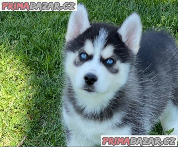 Sibiřský husky pejsek