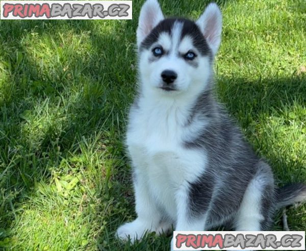 Sibiřský husky pejsek
