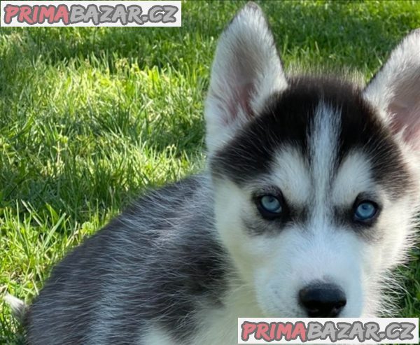 Sibiřský husky pejsek