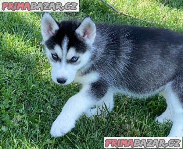 Sibiřský husky pejsek