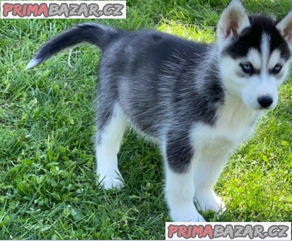 Sibiřský husky pejsek