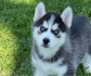 Sibiřský husky pejsek