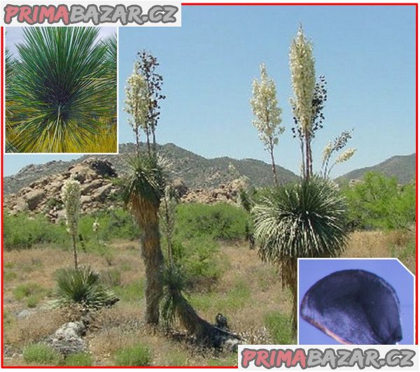 Sazenice Yucca elata