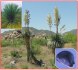 Sazenice Yucca elata