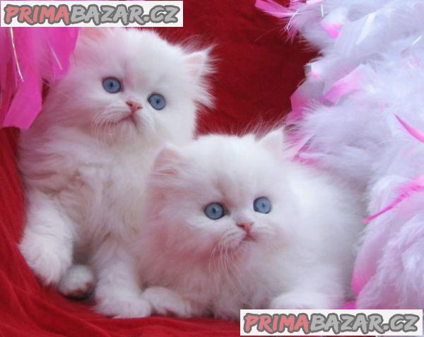 Beautiful Perisan kittens