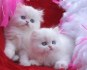 Beautiful Perisan kittens
