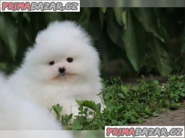 Německý špic trpasličí štěňata Německý špic trpasličí štěňata