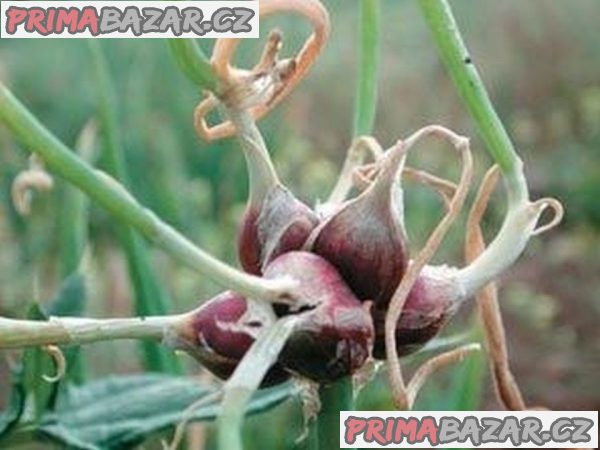 Cibule prorůstaná (Egyptská) - cibulky