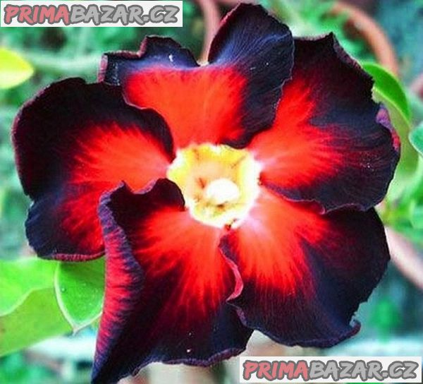 Adenium obesum 'black fire' - semena