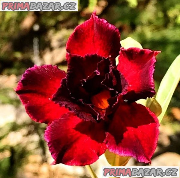 Adenium obesum 'black swan' - semena