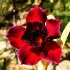 Adenium obesum 'black swan' - semena