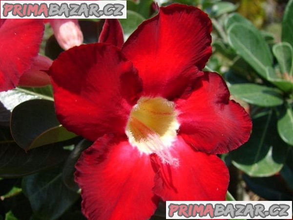Adenium obesum 'dark forest' - semena