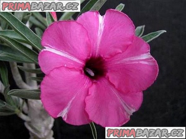 Adenium obesum 'diamond ring' - semena