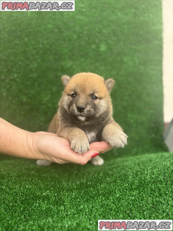 Shiba inu puppies