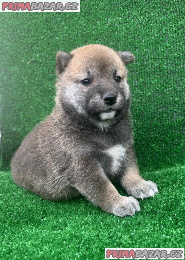 Shiba inu puppies