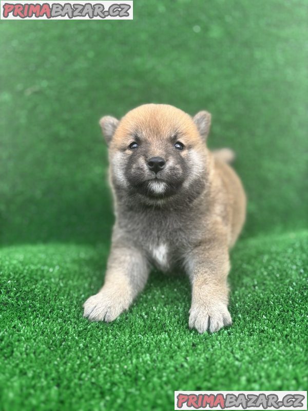 Shiba inu puppies