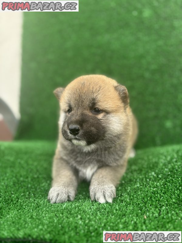 Shiba inu puppies