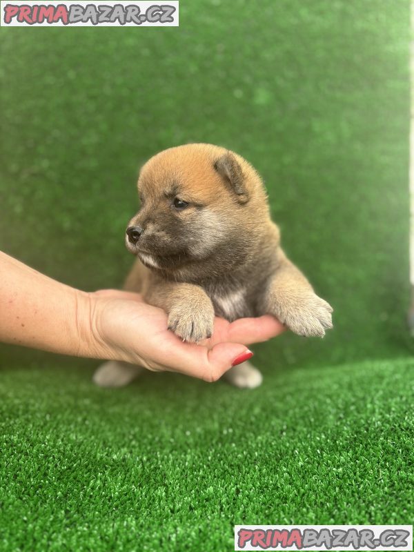 Shiba inu puppies