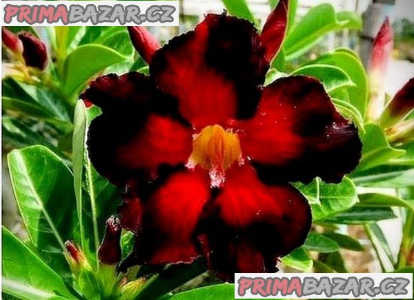 Adenium obesum 'double black fire' - semena