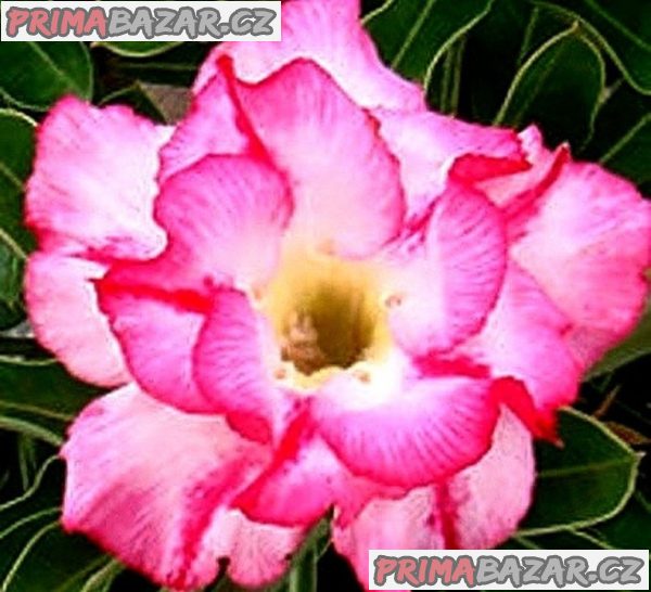 Adenium obesum 'double lilliput' - semena