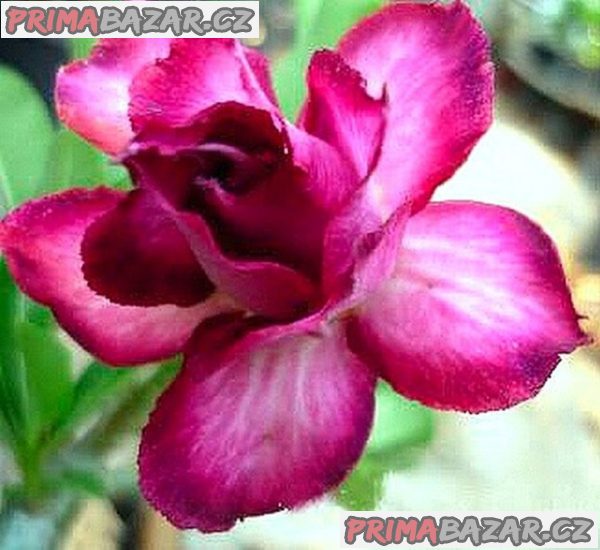 Adenium obesum 'double violet' - semena