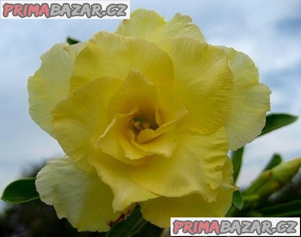 Adenium obesum 'happy' - semena
